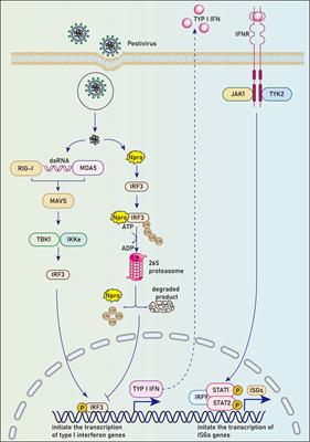 Current progress on innate immune evasion mediated by Npro protein of pestiviruses